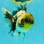 Marble Oranda Male 5.5 inches #080726OR_16