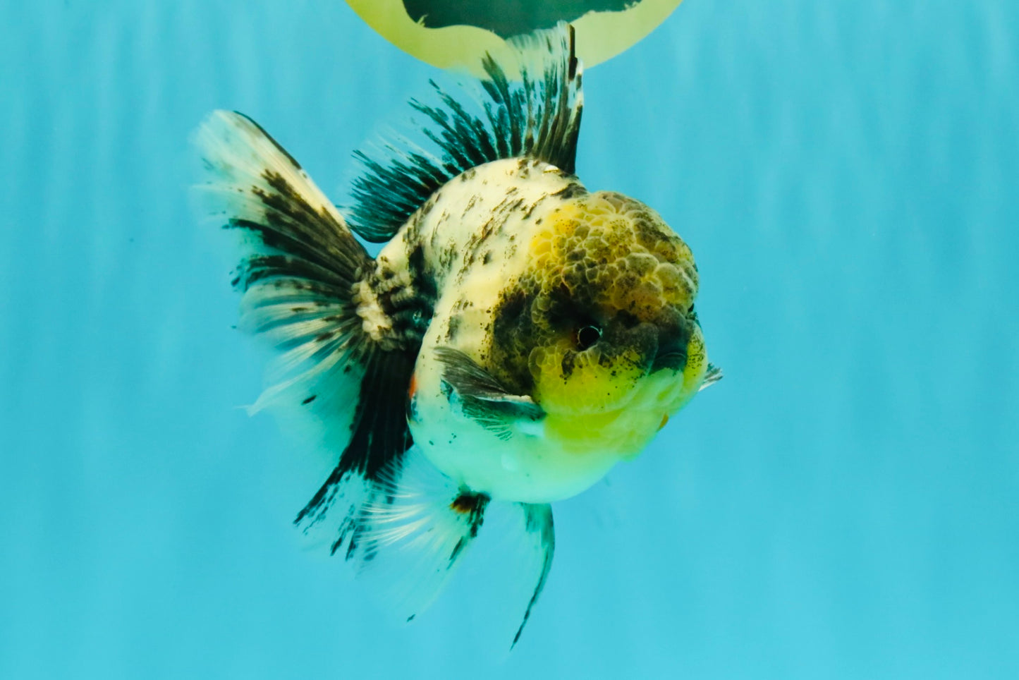 Marble Oranda Male 5.5 inches #080726OR_16