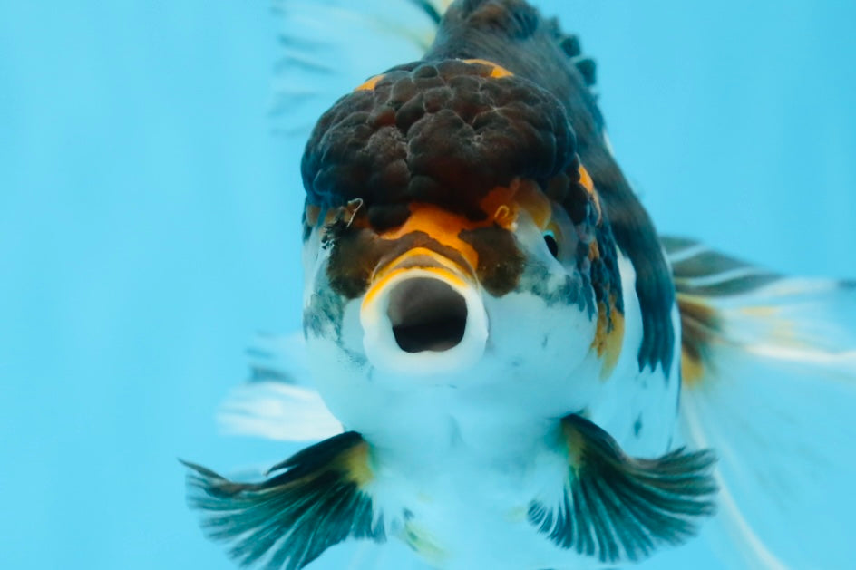 A Grade Chonky Tricolor Oranda Female 6.5 inches #0719OR_05