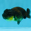 Black Lionchu Female 3.5 inches #0906LC_11