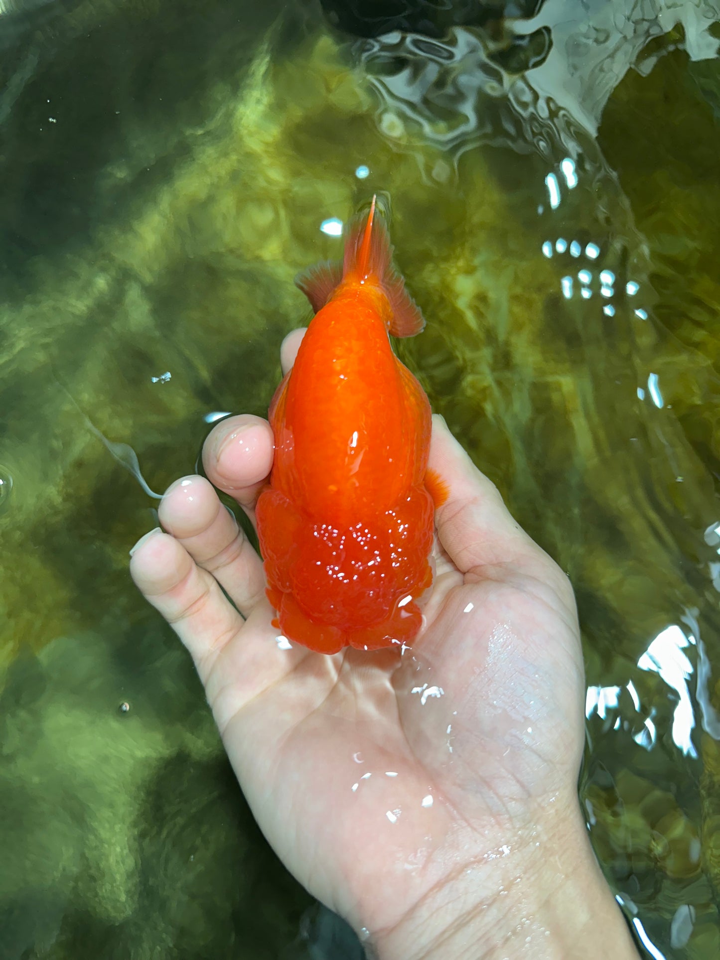 AAA Grade Red White LionQueen 4-4.5 inches #042525LC_14