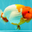 BIG WEN A Grade Red Head Red White Buffalo Ranchu Female 6 inches #101626RC_23