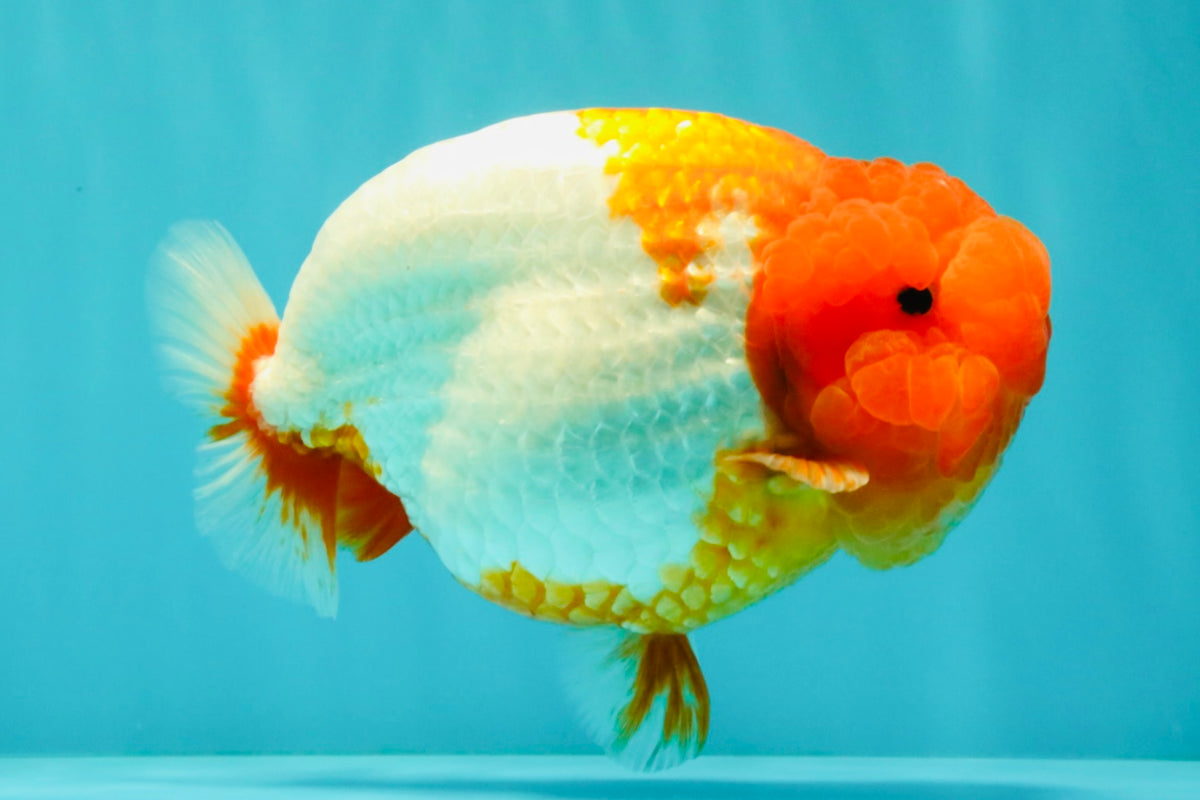 BIG WEN A Grade Red Head Red White Buffalo Ranchu Female 6 inches #101626RC_23
