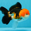 MARIO Tricolor Oranda Male 5-5.5 inches #041026OR_10