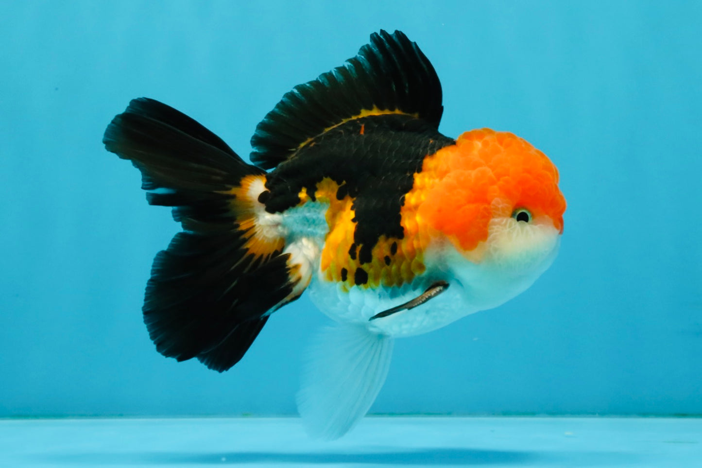 MARIO Tricolor Oranda Male 5-5.5 inches #041026OR_10