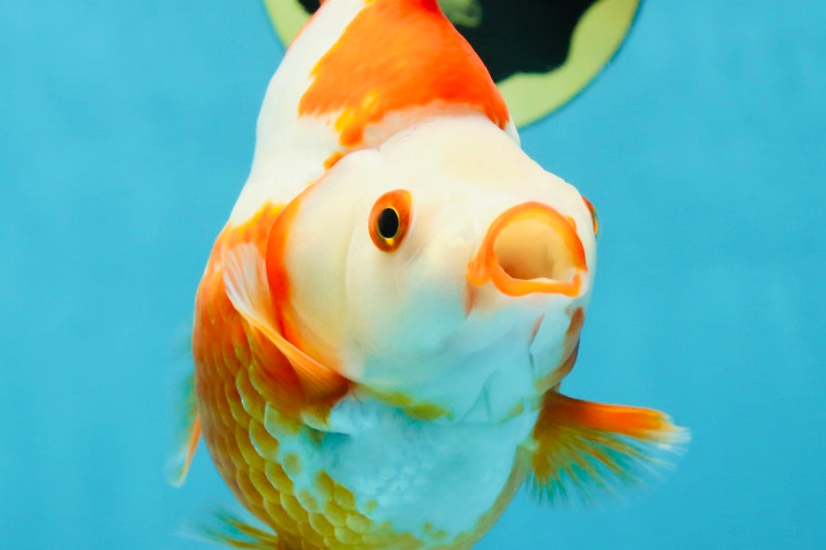 AAA GRADE Red White Ryukin Female 5.5 inches #050925RK_18