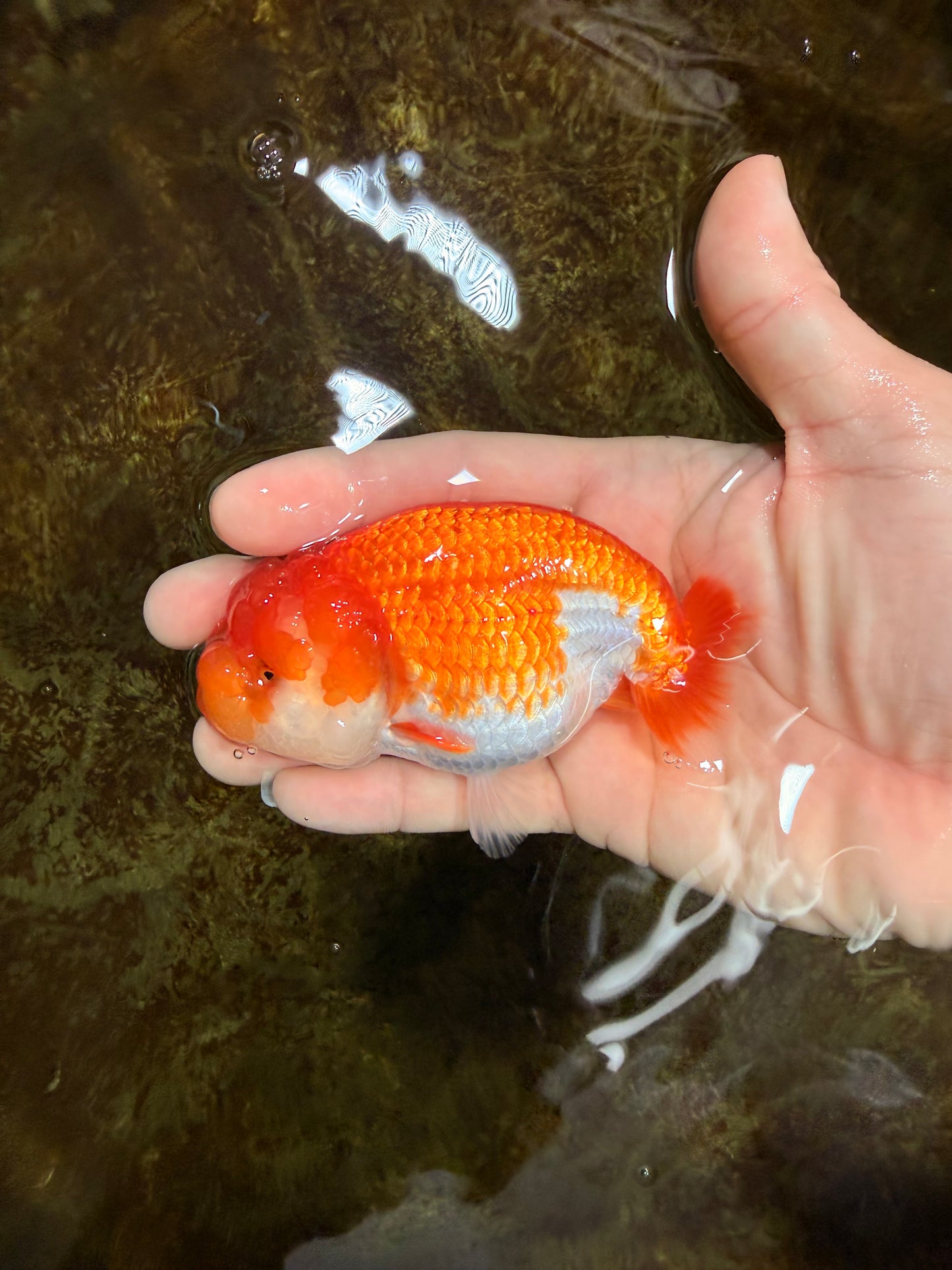 FLUFFY Red White LionChu Female 4.5 inches #120525LC_16