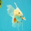 A Grade Red White Oranda Male 5.5-6 inches #102326OR_12