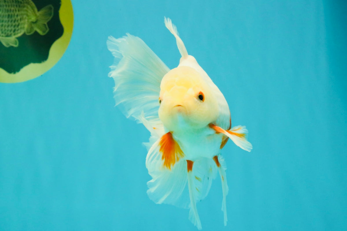 A Grade Red White Oranda Male 5.5-6 inches #102326OR_12