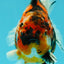 A Grade Tiger Yuanbao Male 5.5 inches #041726YB_15