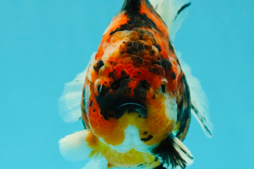 A Grade Tiger Yuanbao Male 5.5 inches #041726YB_15