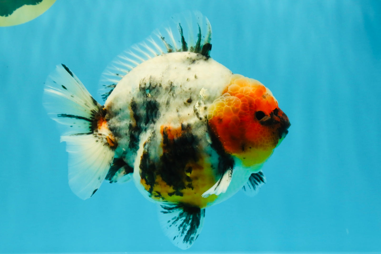 A Grade Godzilla Marble Yuanbao Male 6 inches #022726YB_03