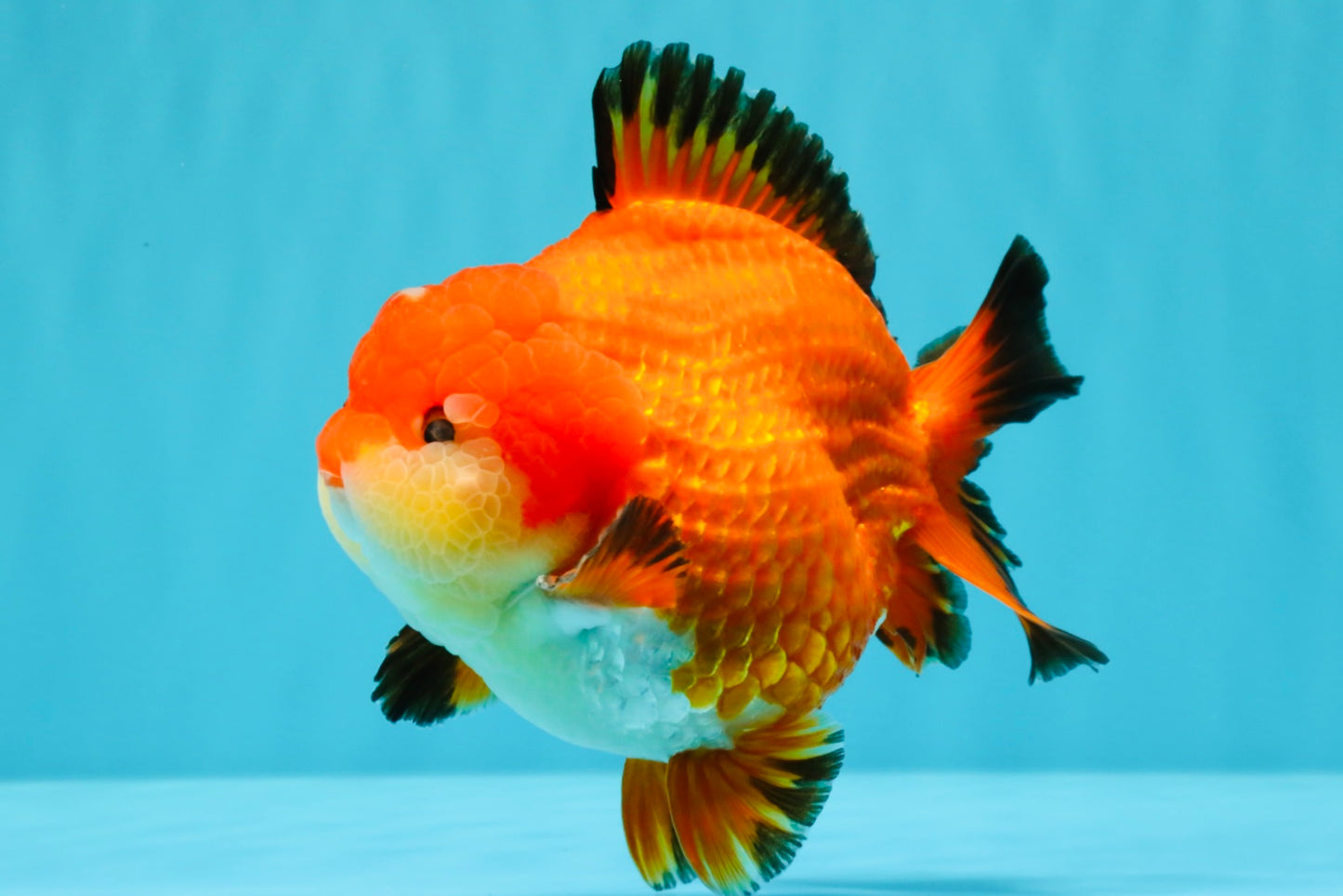 TOMATO AAA Grade Apache Yuanbao Male 5  inches #022726YB_05