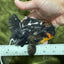 AAA Grade Apache Lava Head Oranda Female 5 inches #111524OR_16