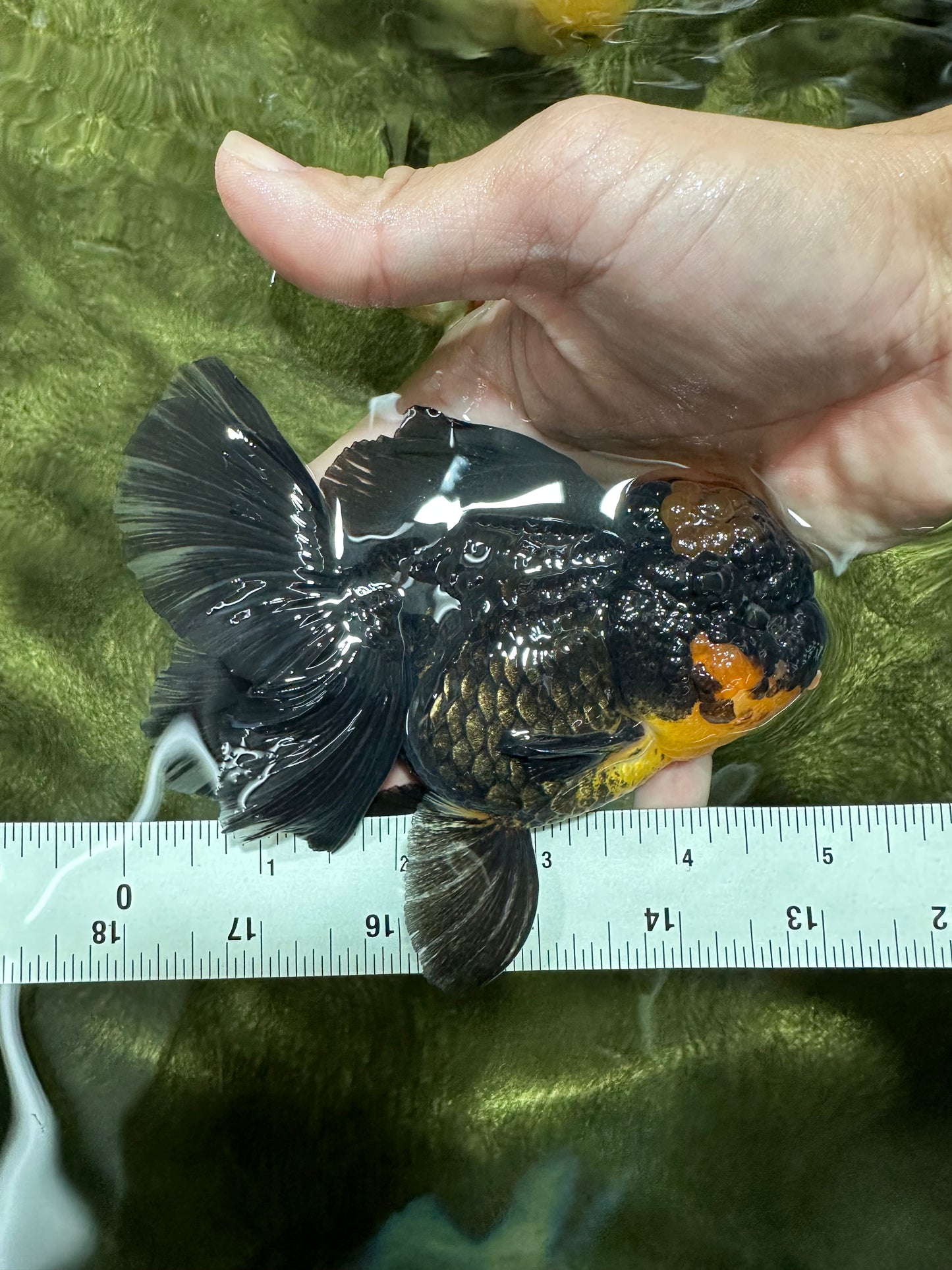 AAA Grade Apache Lava Head Oranda Female 5 inches #111524OR_16