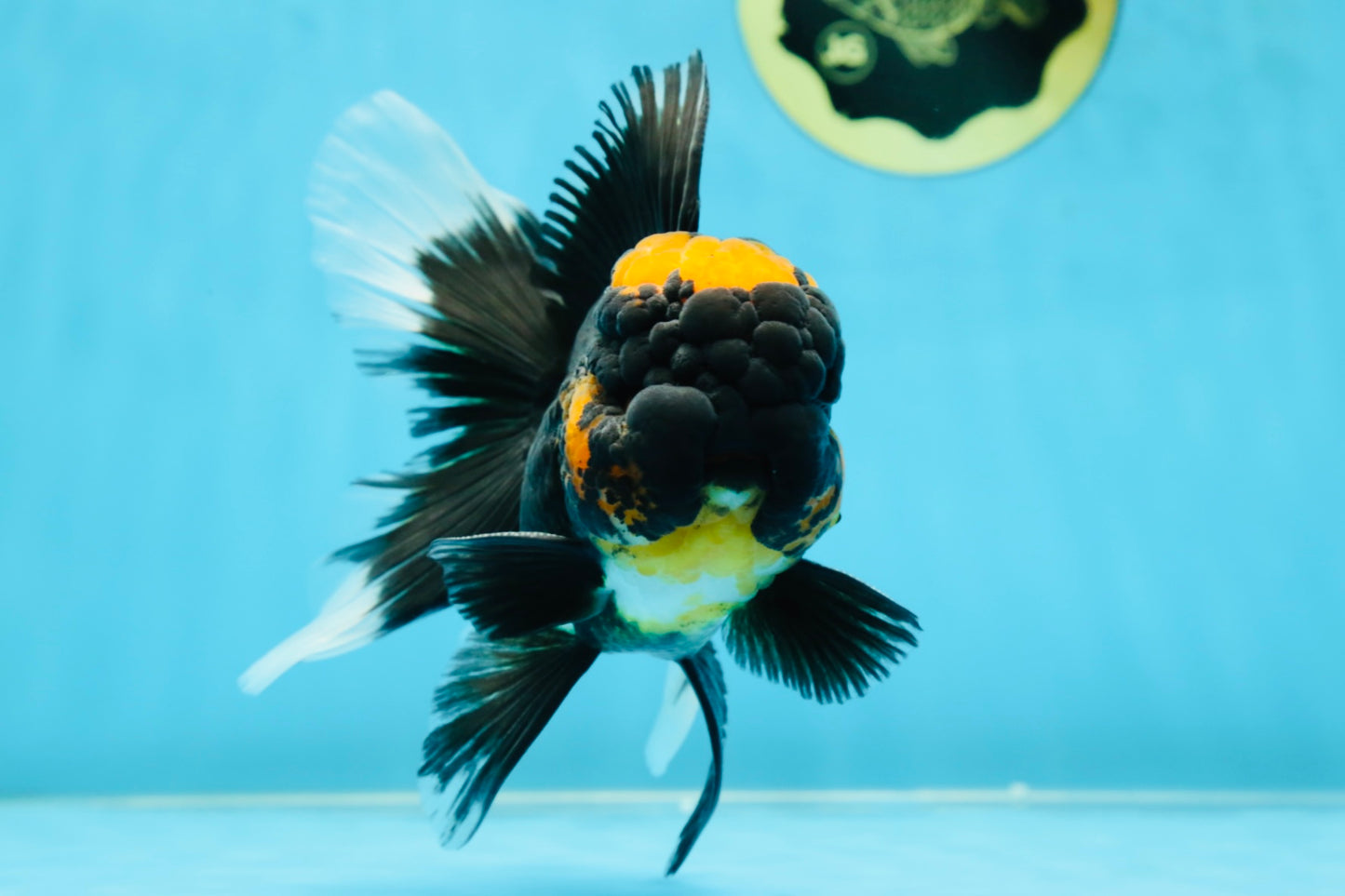 A Grade Lava Head Tricolor Oranda Male 5.5-6 inches #052325OR_08