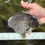 AAA Grade Black Blue Ranchu Female 6 inches #102326RC_01