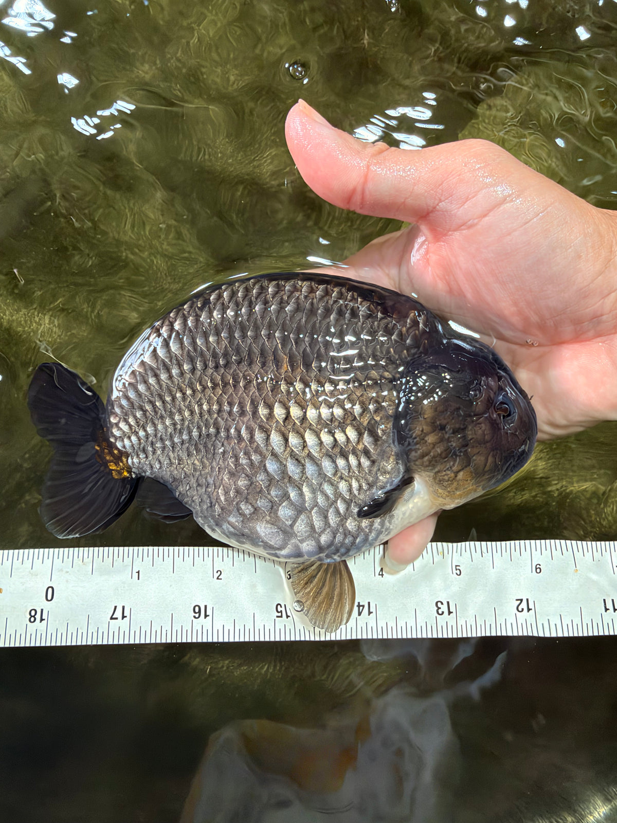 AAA Grade Black Blue Ranchu Female 6 inches #102326RC_01