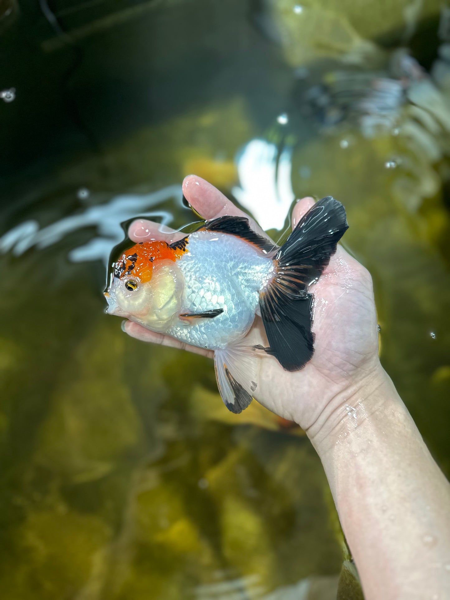 A Grade Lava Tricolor Red Head Oranda Female 5.5 inches #021425OR_20