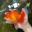 AAA Grade BEAUTY Red White Oranda Male 6 inches #082925OR_16
