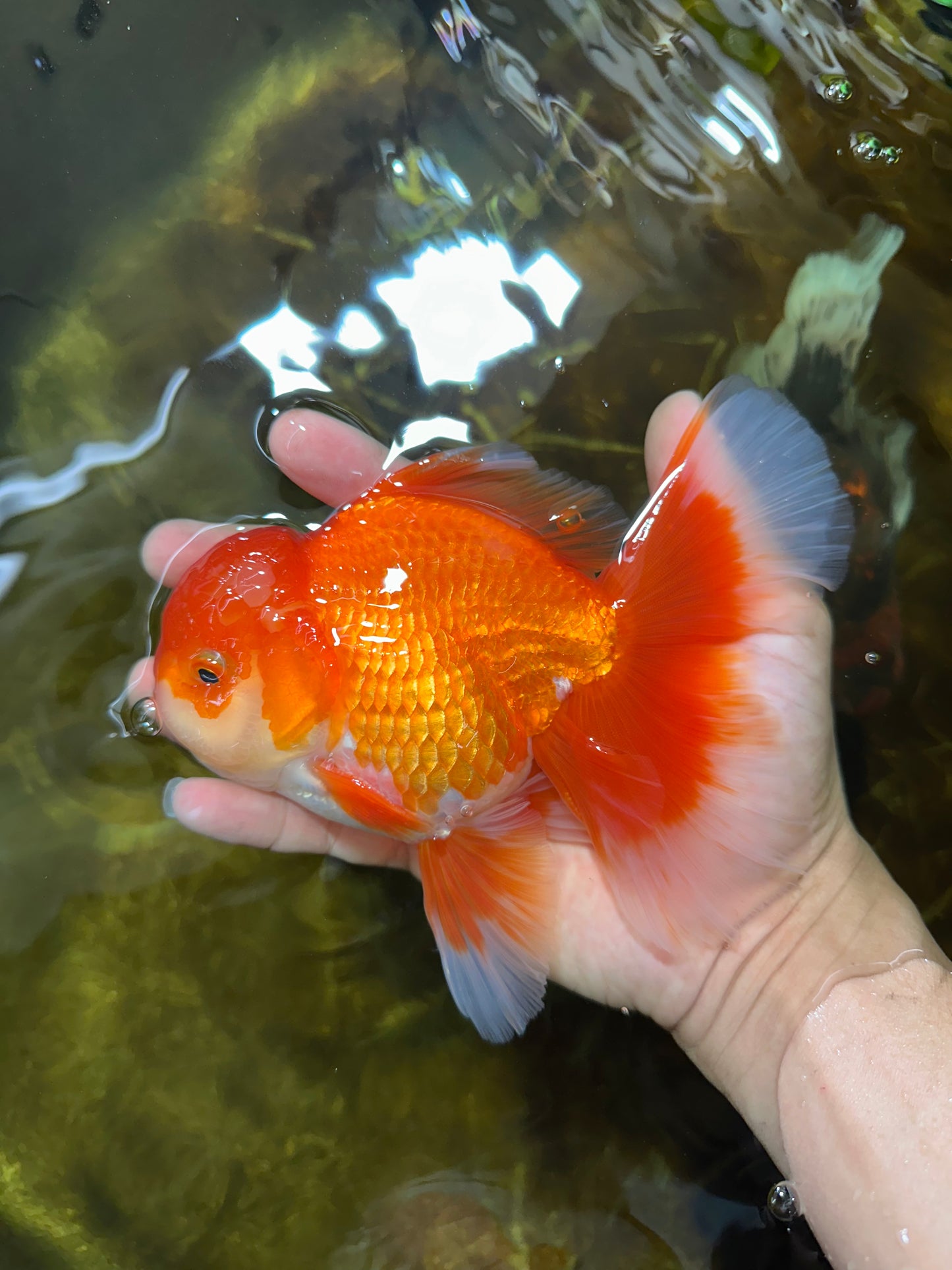AAA Grade BEAUTY Red White Oranda Male 6 inches #082925OR_16