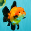 AAA Grade Apache Oranda Female 5.5-6 inches #071026OR_25