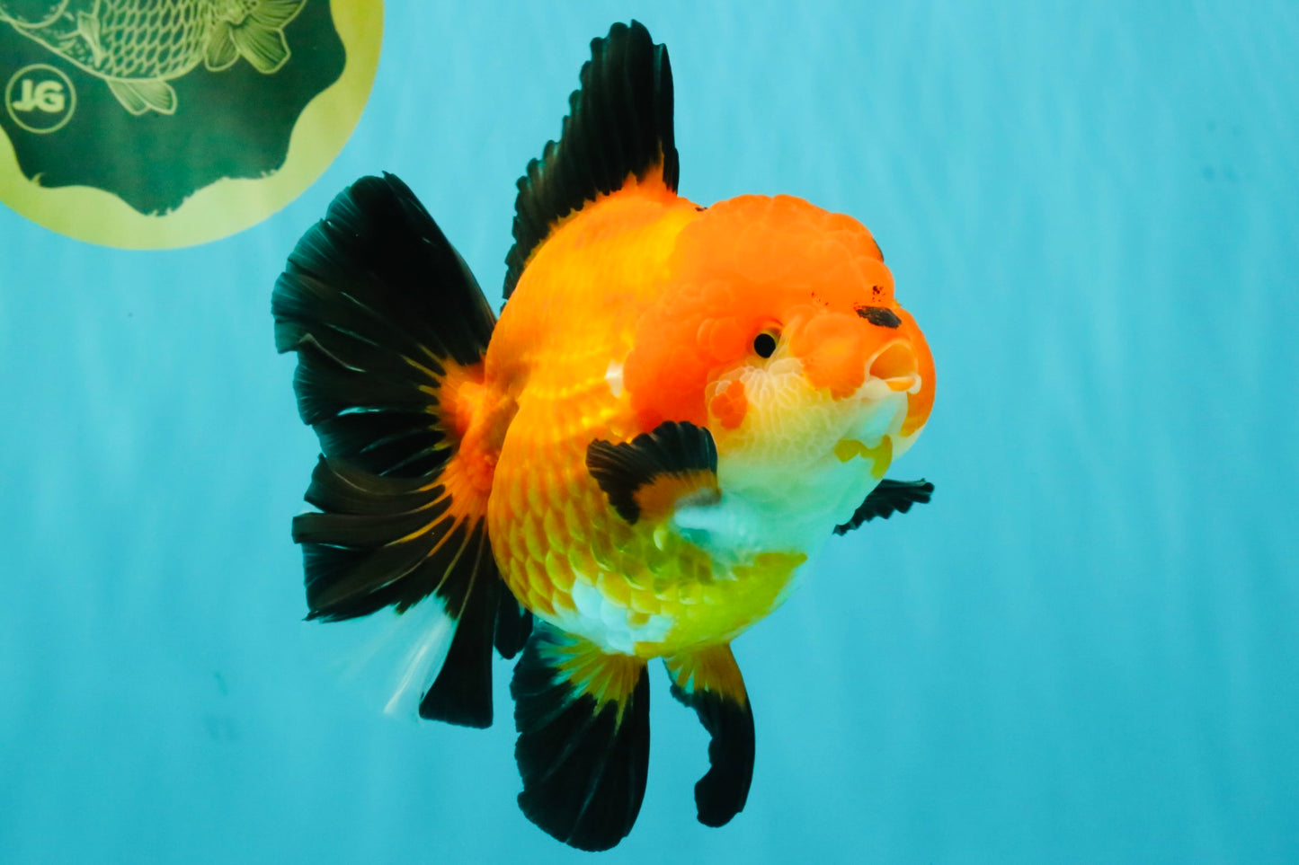 AAA Grade Apache Oranda Female 5.5-6 inches #071026OR_25