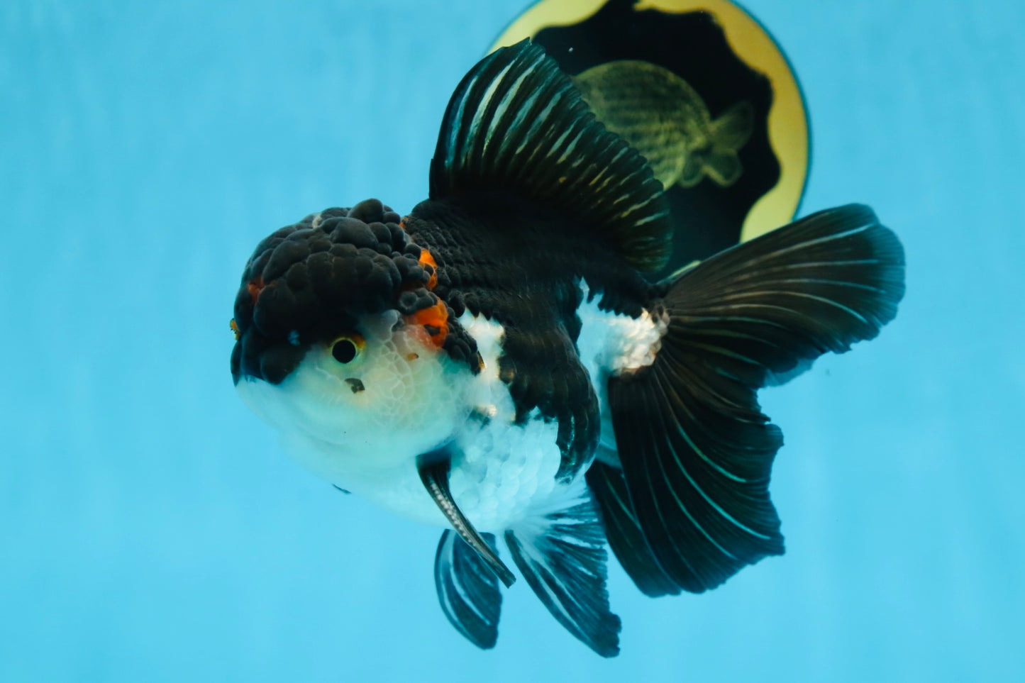 HAPPY "PO" Tricolor Oranda Male 5.5 inches #081525OR_24