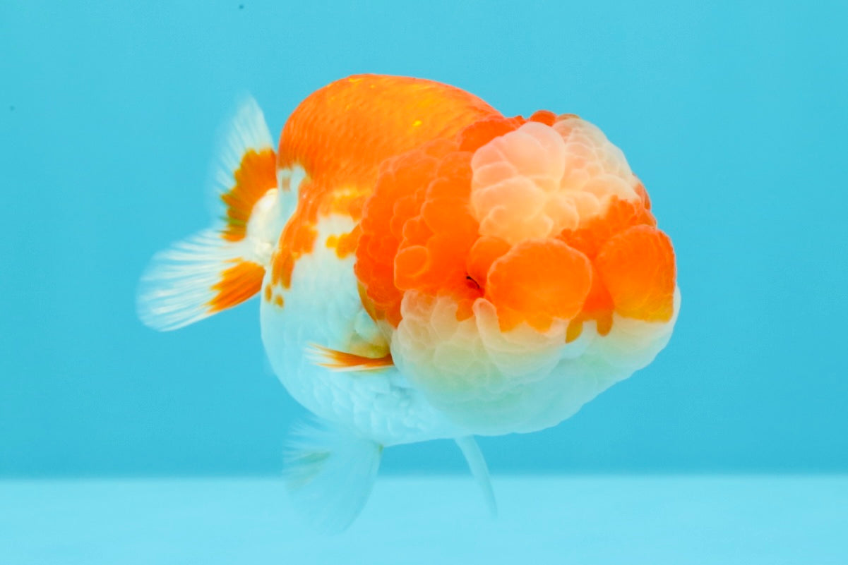 UNIQUE A Grade Jade Head Red White LionQueen 4 inches #030626LC_05