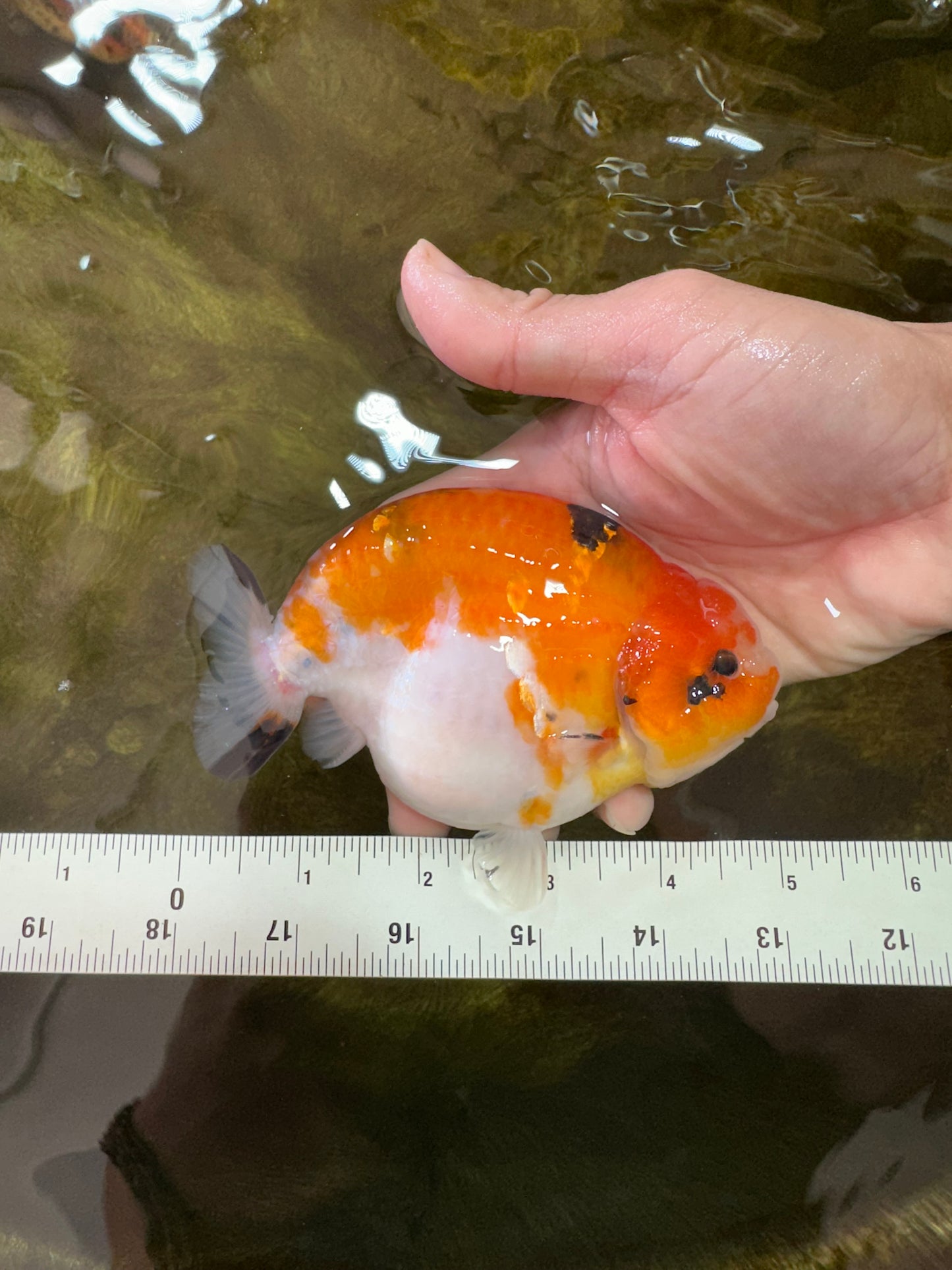 AAA Grade Strong Body Structure Sakura LionKing 5 inches #051625LC_08