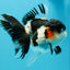 A Grade Tricolor Oranda Female 5.5 inches #022726OR_30