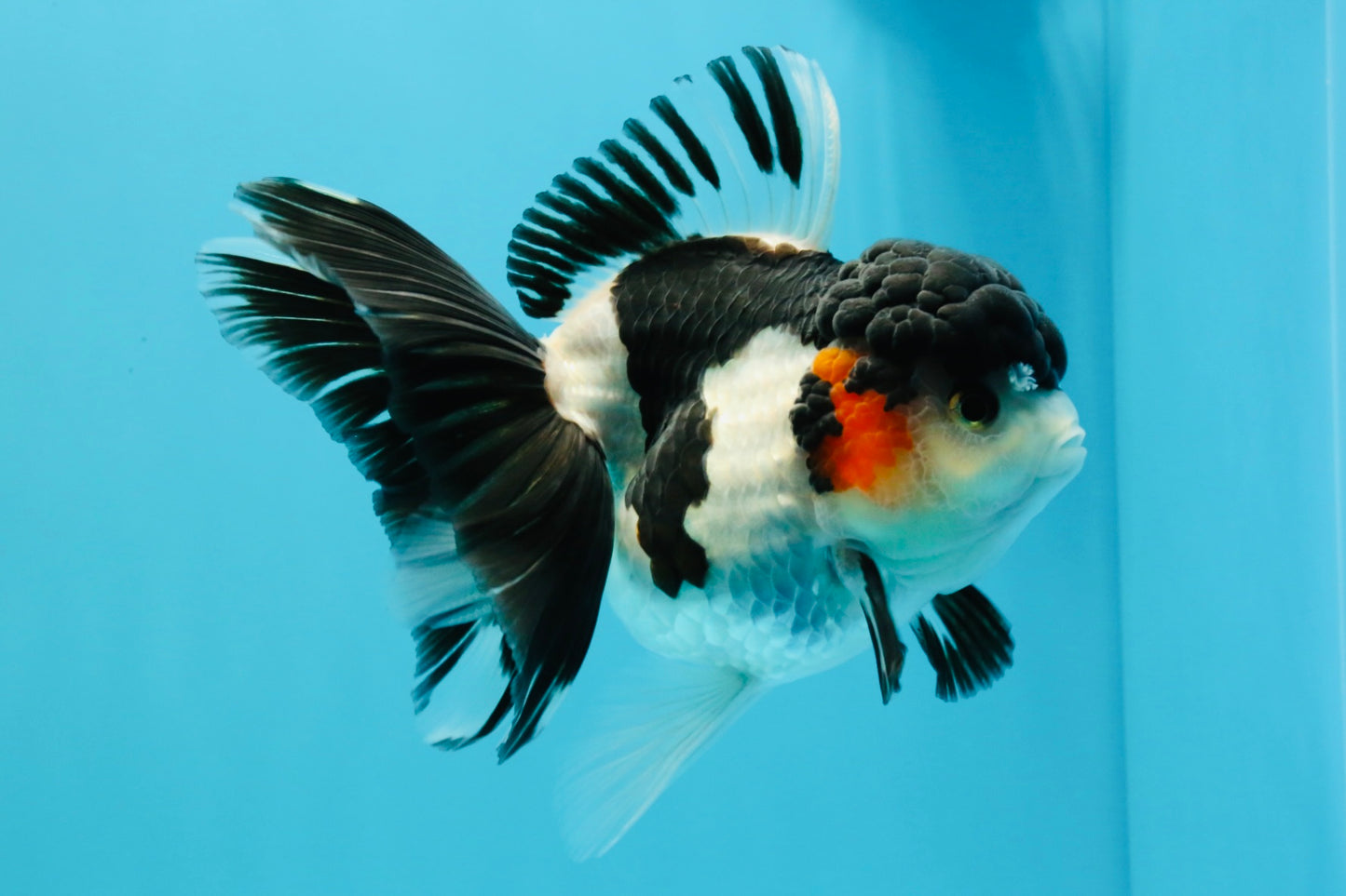 A Grade Tricolor Oranda Female 5.5 inches #022726OR_30