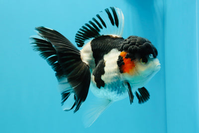 A Grade Tricolor Oranda Female 5.5 inches #022726OR_30