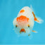 Beautiful Red Lipstick Lionchu Male 3.5 inches Unknown #0913LC_32