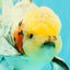 AAA Grade Marble Oranda Male 6.5-7 inches #070626OR_09