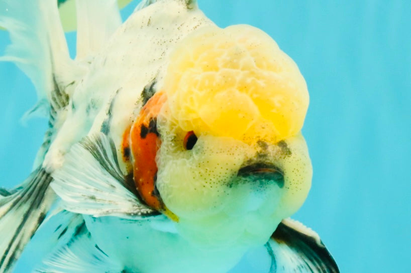 AAA Grade Marble Oranda Male 6.5-7 inches #070626OR_09