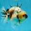 SPECIAL AAA Grade Marble Yuanbao Male 5.5 inches #041026YB_28