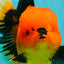 CHARLIE A Grade Apache Oranda Female 6-6.5 inches #080726OR_06