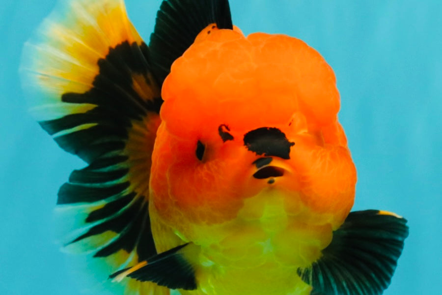 CHARLIE A Grade Apache Oranda Female 6-6.5 inches #080726OR_06