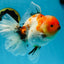 A Grade Flowy Sakura Oranda Female 6 inches #062025OR_22