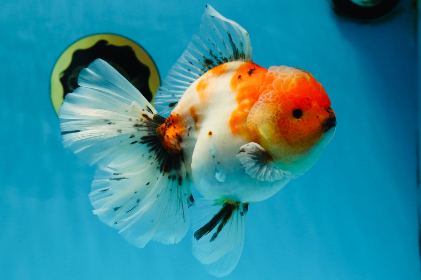 A Grade Flowy Sakura Oranda Female 6 inches #062025OR_22