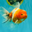 A Grade Sakura Oranda Male 6.5 inches #082126OR_13