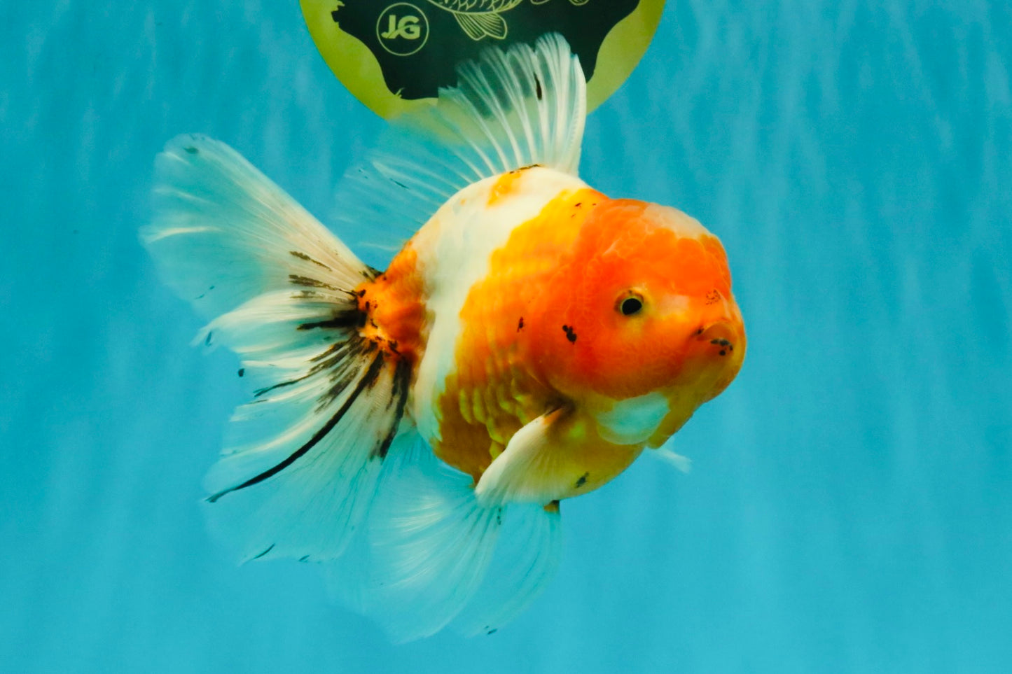 A Grade Sakura Oranda Male 6.5 inches #082126OR_13