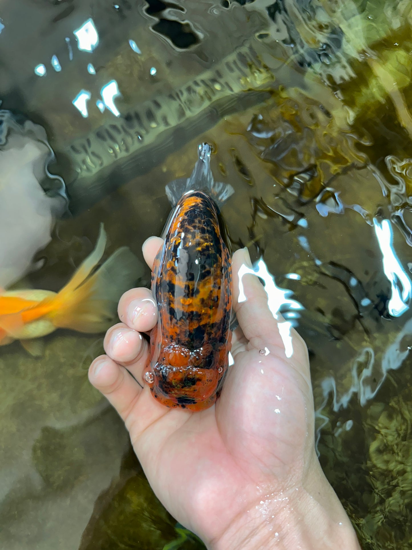 A Grade Tiger LionKing 4.5-5 inches #071125LC_03