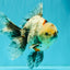 A Grade Marble Oranda Male 6.5-7 inches #072426OR_09