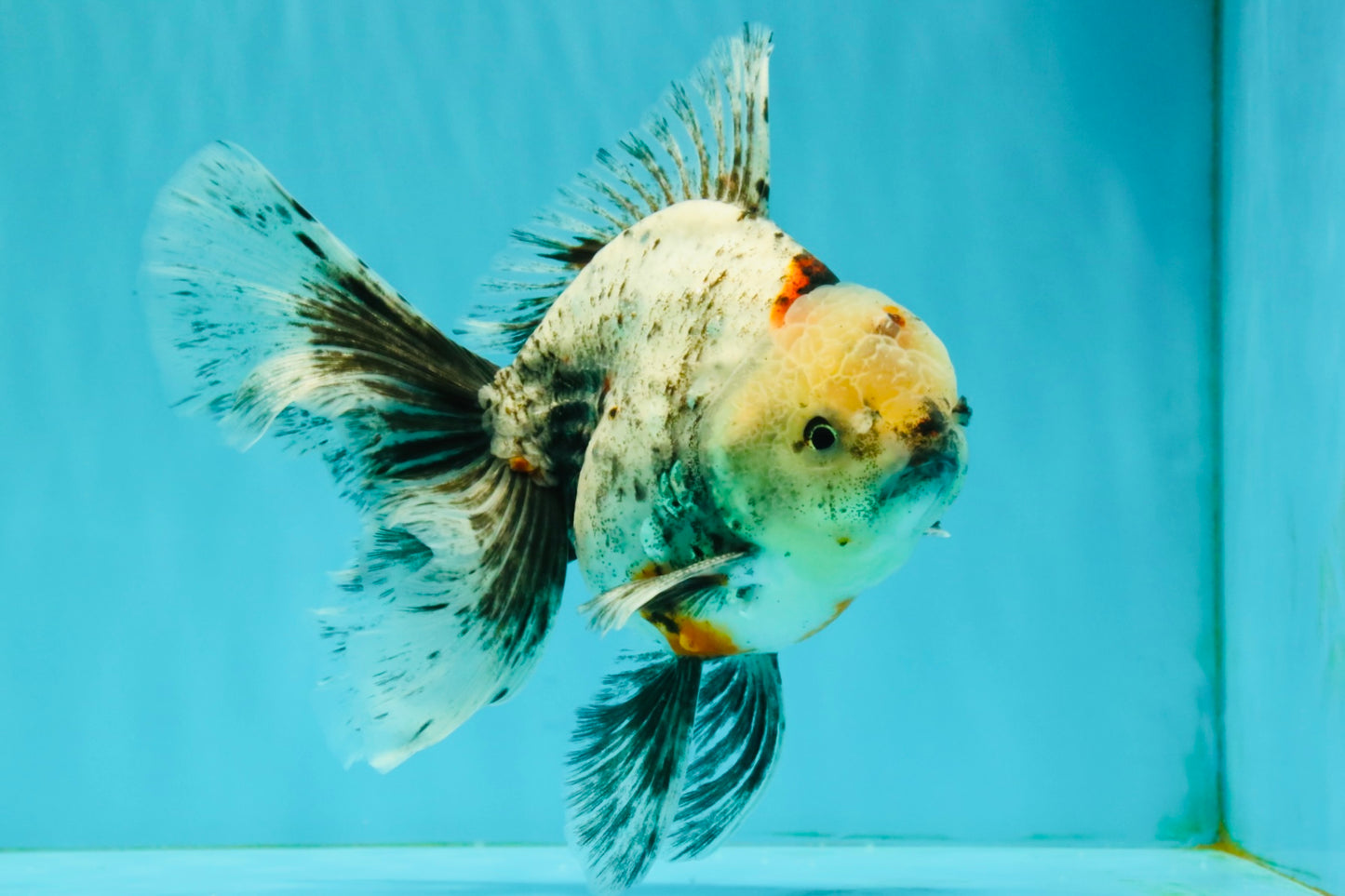 A Grade Marble Oranda Male 6.5-7 inches #072426OR_09