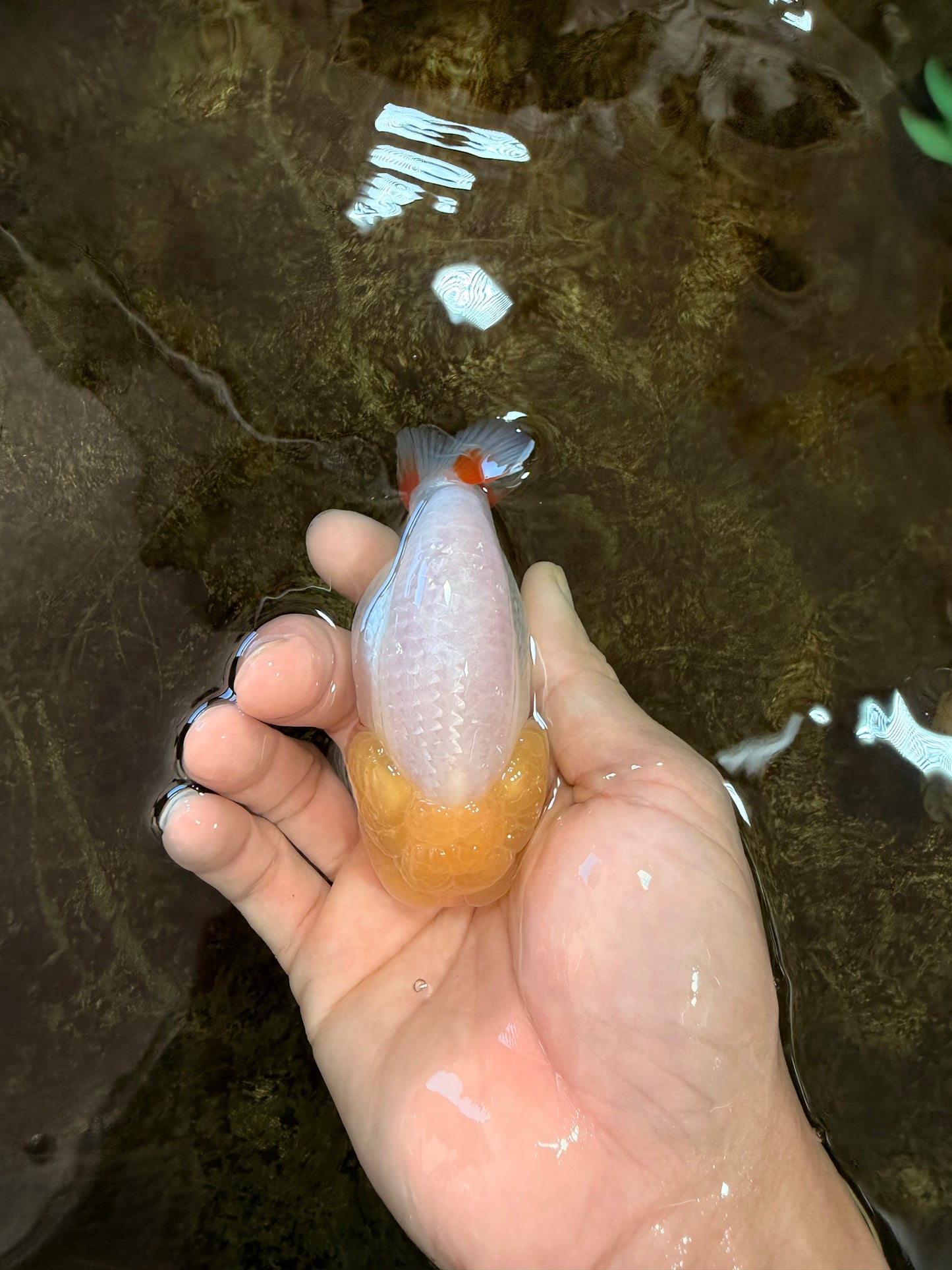 AAA Grade Young Red White LionQueen 4 inches #101025LC_11