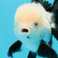 AAA Grade Panda Perfect Tail Oranda Male 5-5.5 inches #0503OR_10