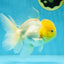 Big Wen A Grade Lemonhead Oranda Male 5 inches #042525OR_07