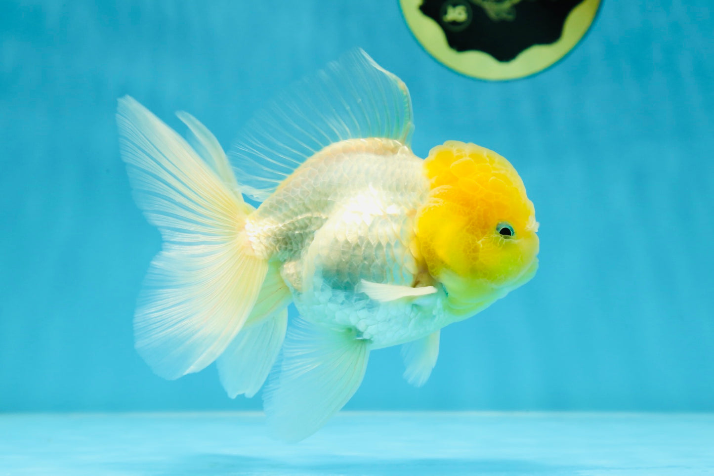 Big Wen A Grade Lemonhead Oranda Male 5 inches #042525OR_07
